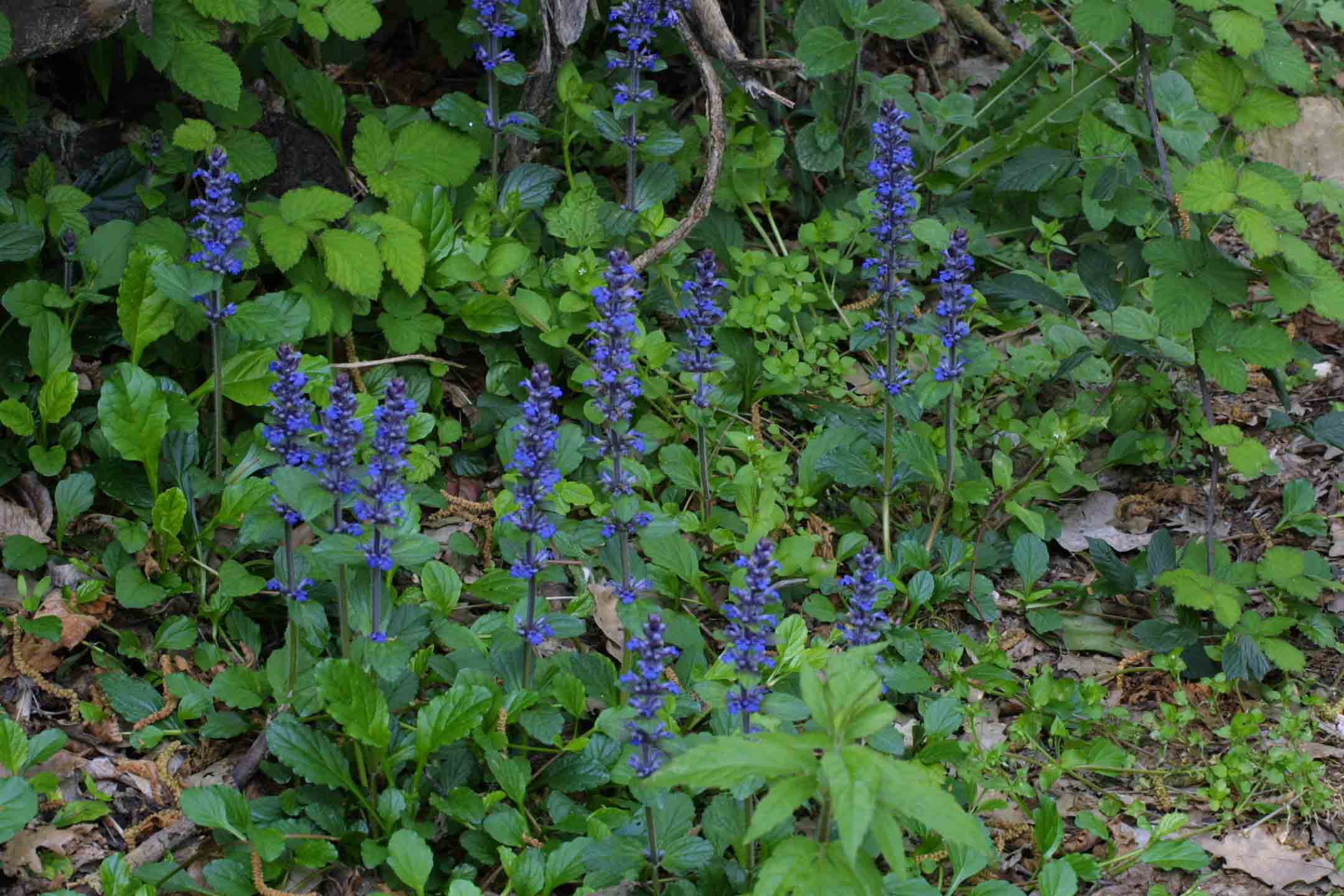 Ajuga reptans